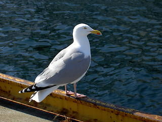 Image showing seagull