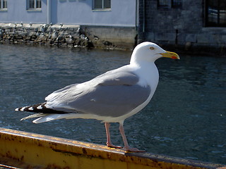 Image showing seagull