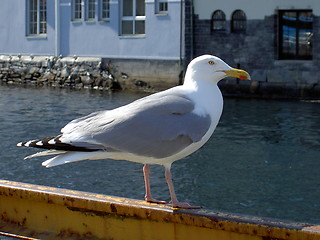 Image showing seagull