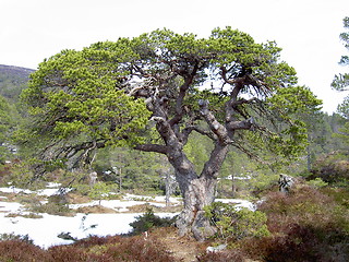 Image showing tree and snow