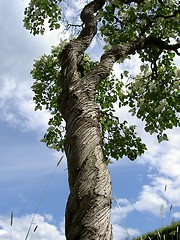 Image showing tree in summertime