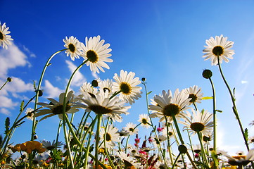 Image showing flowers from below