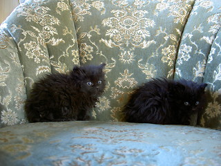 Image showing two black kittens