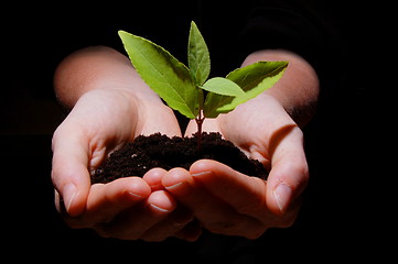 Image showing young plant with soil in hands