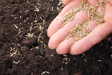 Image showing hand sowing seed