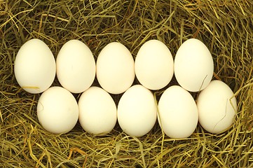 Image showing blank egg in hey
