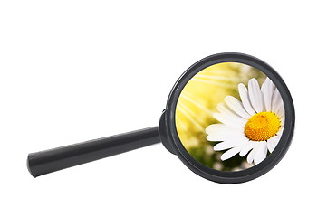 Image showing magnifying glass and flower