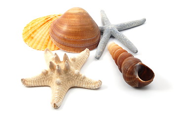 Image showing Shell