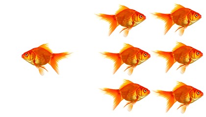 Image showing goldfish