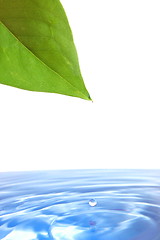 Image showing leaf and water