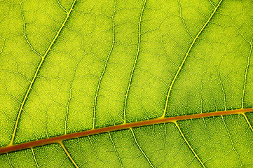 Image showing green leaf background