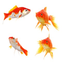 Image showing goldfish collection