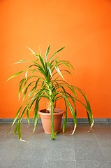 Image showing plant in pot on a orange wall