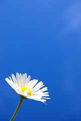 Image showing daisy under blue spring sky