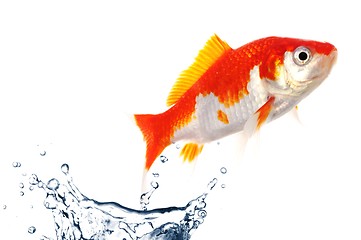 Image showing goldfish