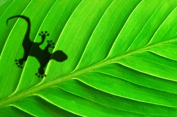 Image showing green jungle leaf and gecko