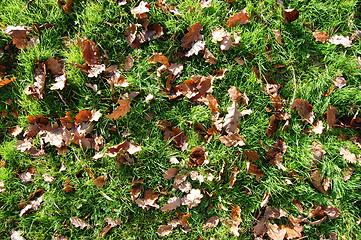 Image showing grass texture with leaves in autumn