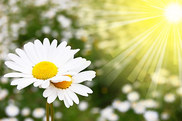 Image showing daisy flower on a summer field