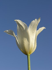 Image showing White tulip