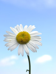 Image showing Camomile flower