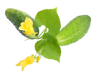 Image showing Two fresh cucumbers with leaf and yellow flowers