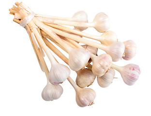 Image showing Bunch of white garlics