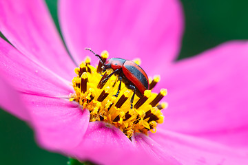 Image showing Red and black beetle.