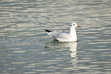 Image showing seagull