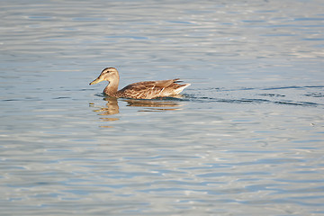 Image showing duck