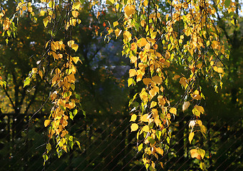 Image showing branch of autumn birch tree