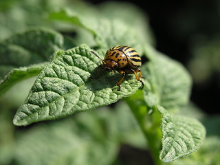 Image showing Colorado beetle face of :)