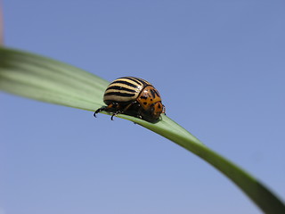 Image showing Colorado beetle