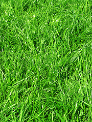 Image showing fresh green grass