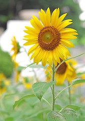 Image showing Sunflower