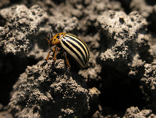 Image showing Colorado beetle on a soil