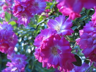 Image showing Wild Roses