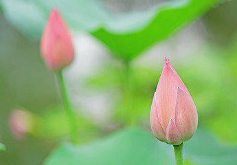 Image showing Hindu Lotus 