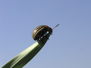 Image showing Colorado beetle