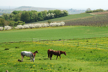 Image showing Horses