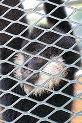 Image showing Close-up of a Hooded Capuchin Monkey contemplating life behind b