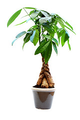 Image showing House plant