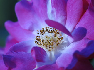 Image showing Wild Roses