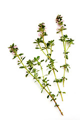Image showing Thyme
