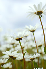 Image showing Daisies