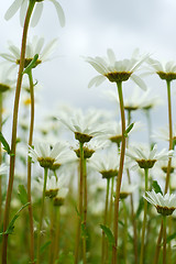 Image showing Daisies