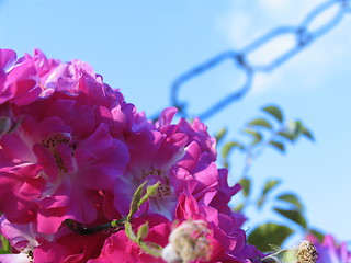 Image showing Wild Roses