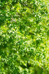 Image showing green leaves background