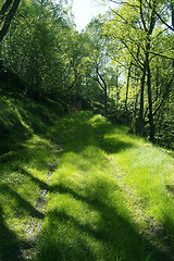 Image showing Green road through the forest