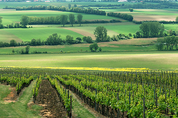 Image showing Green vineyards, Germany