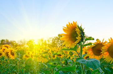 Image showing sunflowers